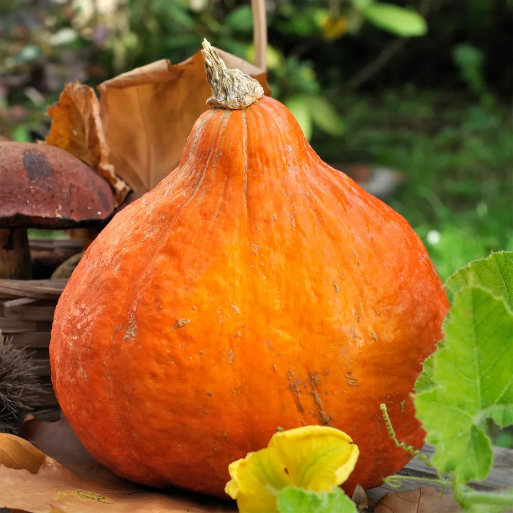 Potiron Potimarron Cucurbita maxima Potimarron
