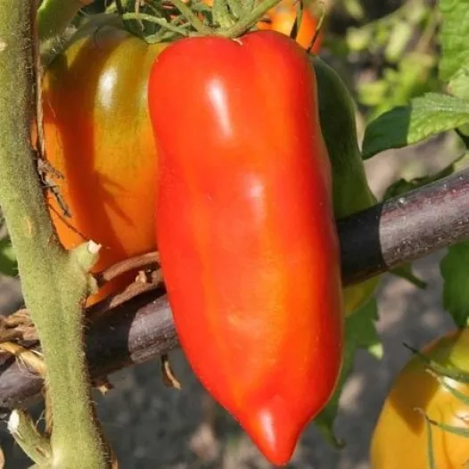 Tomaat Cornue des Andes | Tomatenzaden