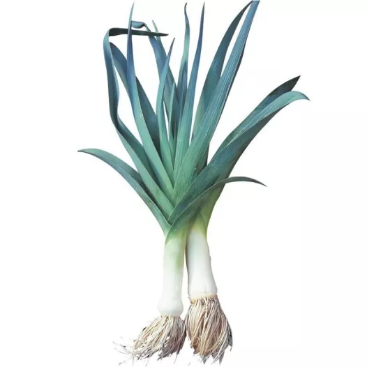 Bio zaden van Prei Bleu de Solaise