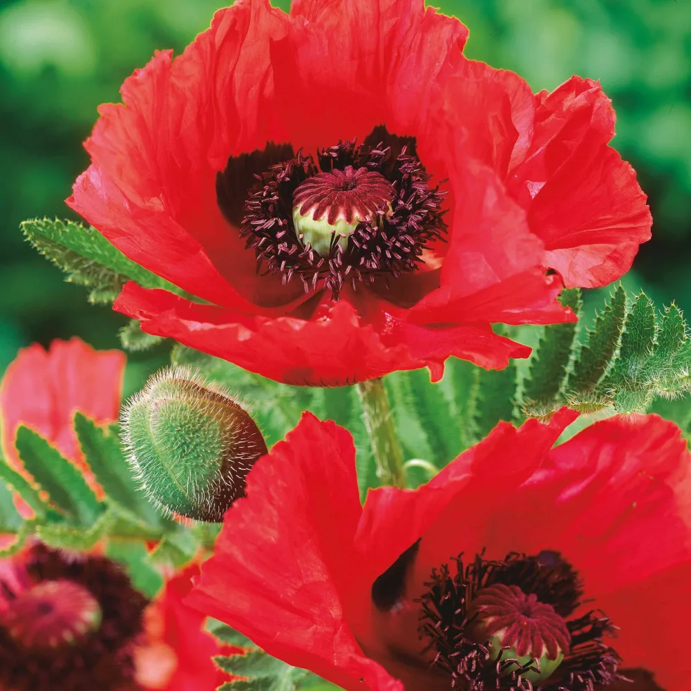3 Pavots d'Orient rouge Papaver orientale watermelon