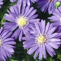Aster vivace - La coupe de 25 cm