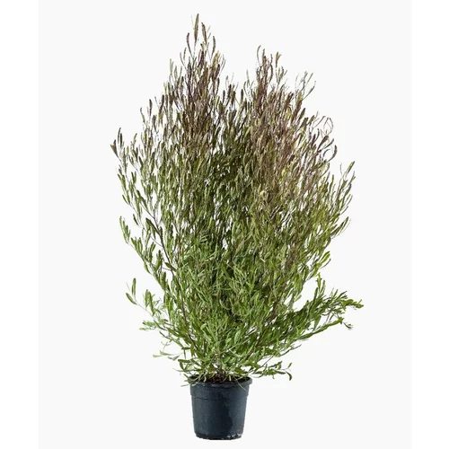 Dodonea Viscosa Purpurea (Dodonea pourpre) en pot de 30 L rouge