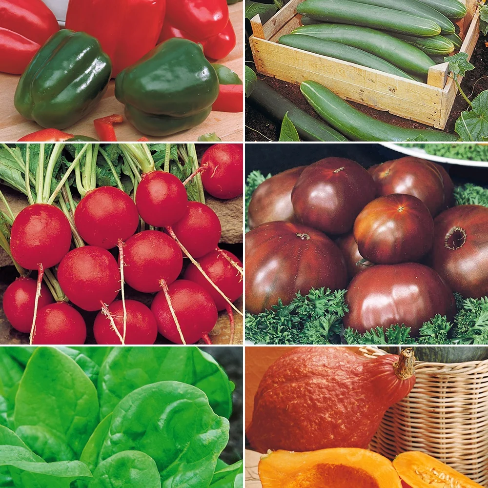 Collection pour potager productif Assortiment pour potager productif