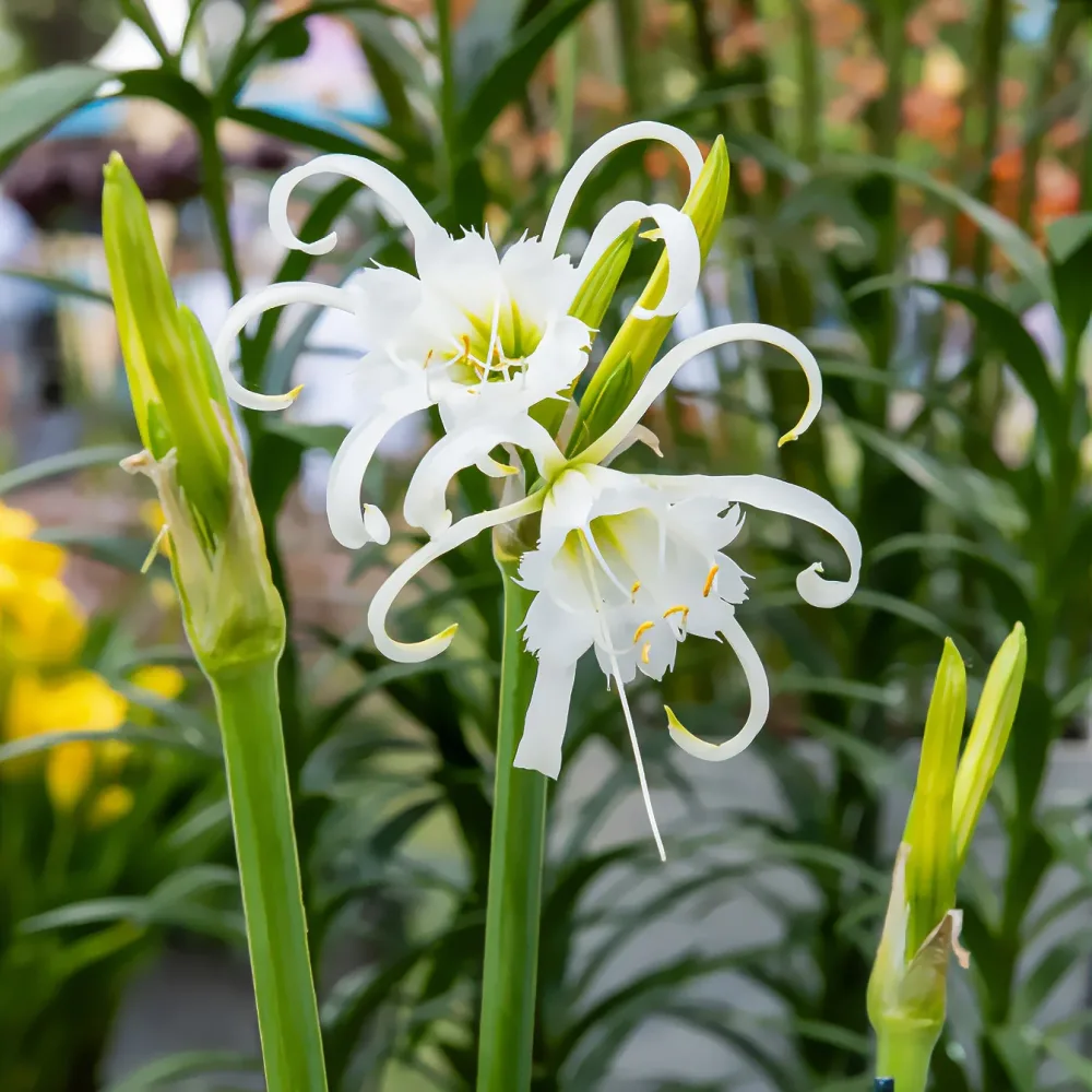 3 Ismènes Festalis - Lis araignée Hymenocallis x festalis