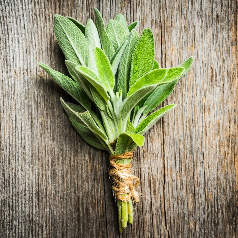 Sauge officinale Fanni Bio Salvia officinalis Fanni