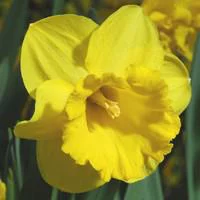 Narcisse Carlton - Le pot de 10,5 cm