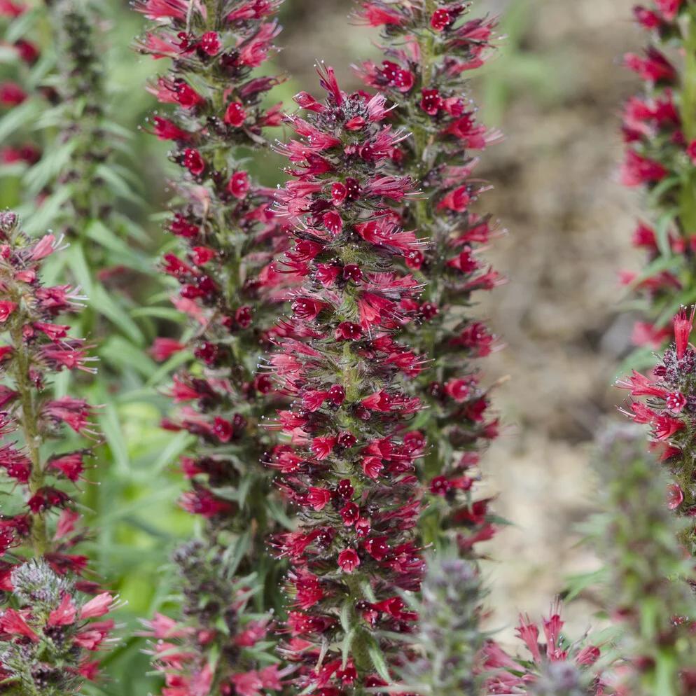 Echium amoenum Red Feathers Echium amoenum Red Feathers