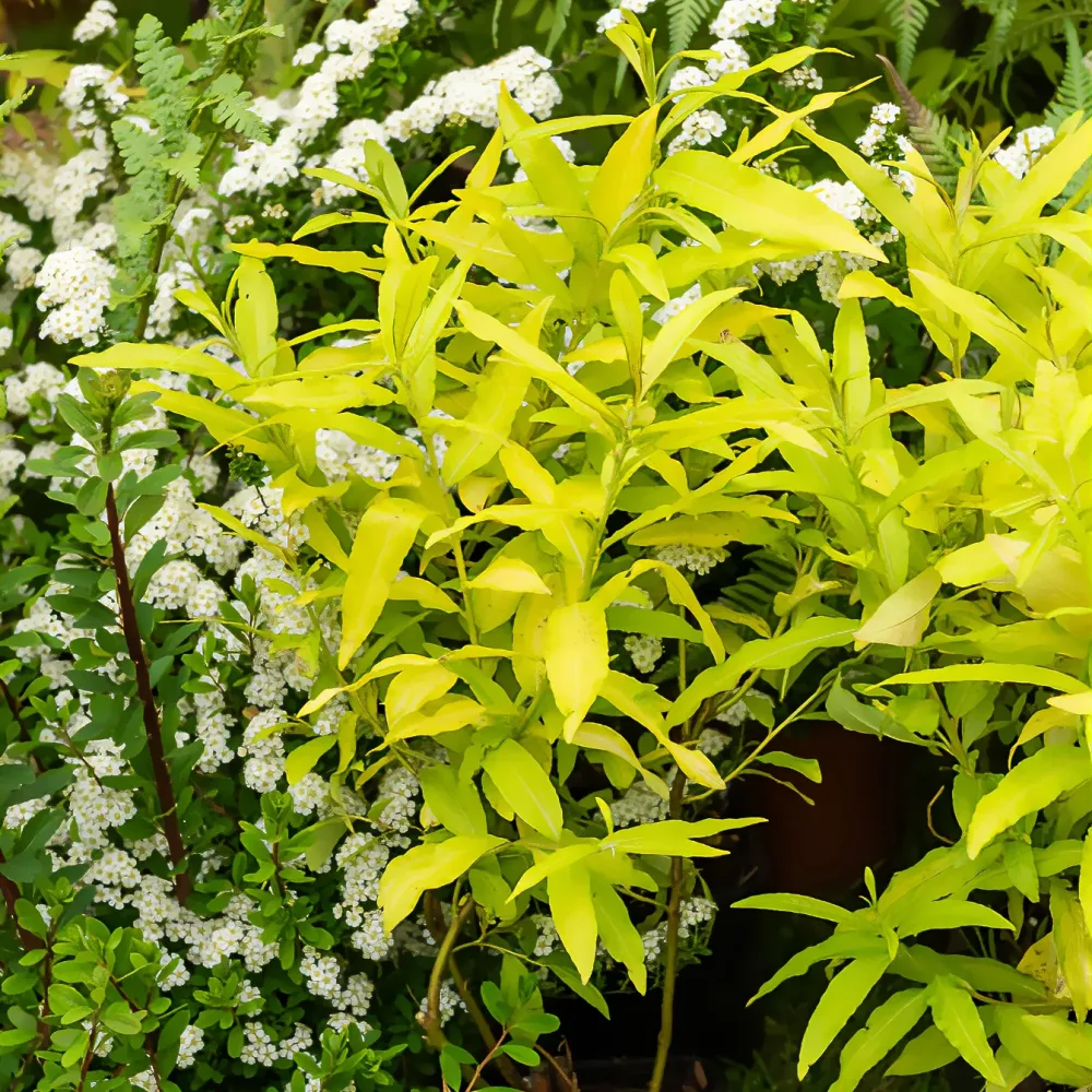 Saule de Sakhaline Golden Sunshine Salix sachalinensis Golden Sunshine