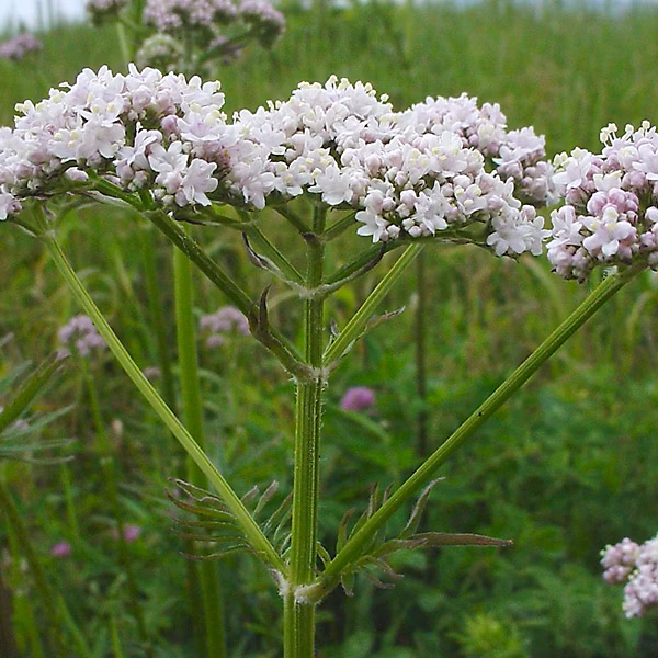6 x Valériane officinale – Valeriana officinalis, godet 9cm x 9cm