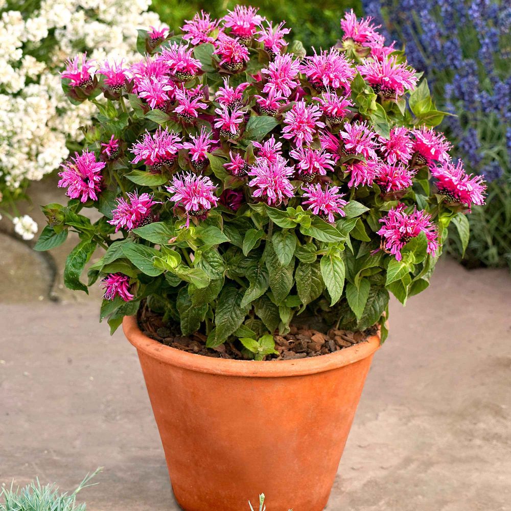 Monarde Cranberry Lace Monarda didyma cranberry lace