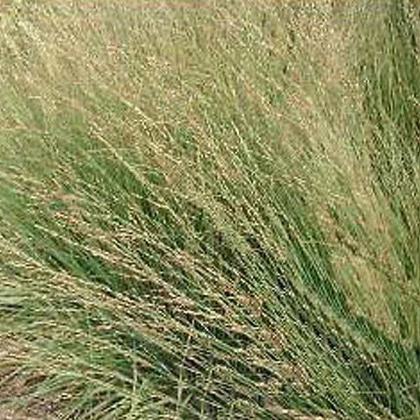 6 x Molinie 'Karl Foerster' – Molinia arundinacea 'Karl Foerster', godet 9cm x 9cm