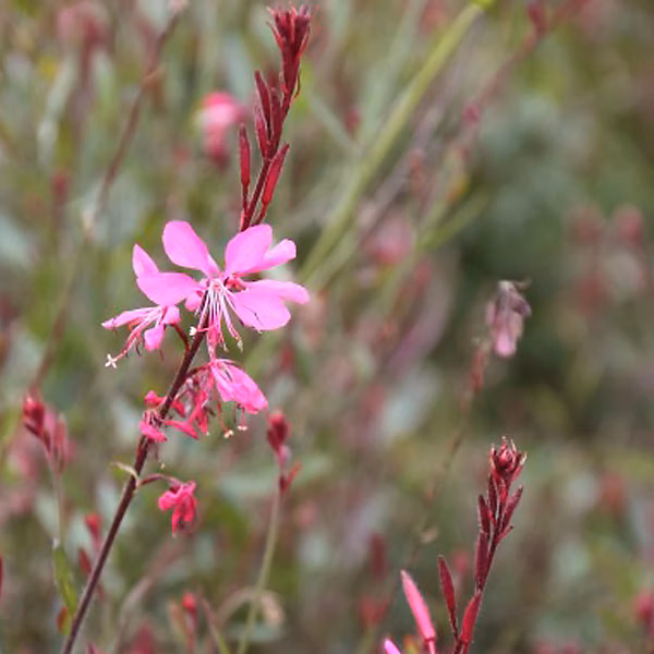 6 x Gaura lindheimeri 'Siskiyou Pink' – godet 9cm x 9cm