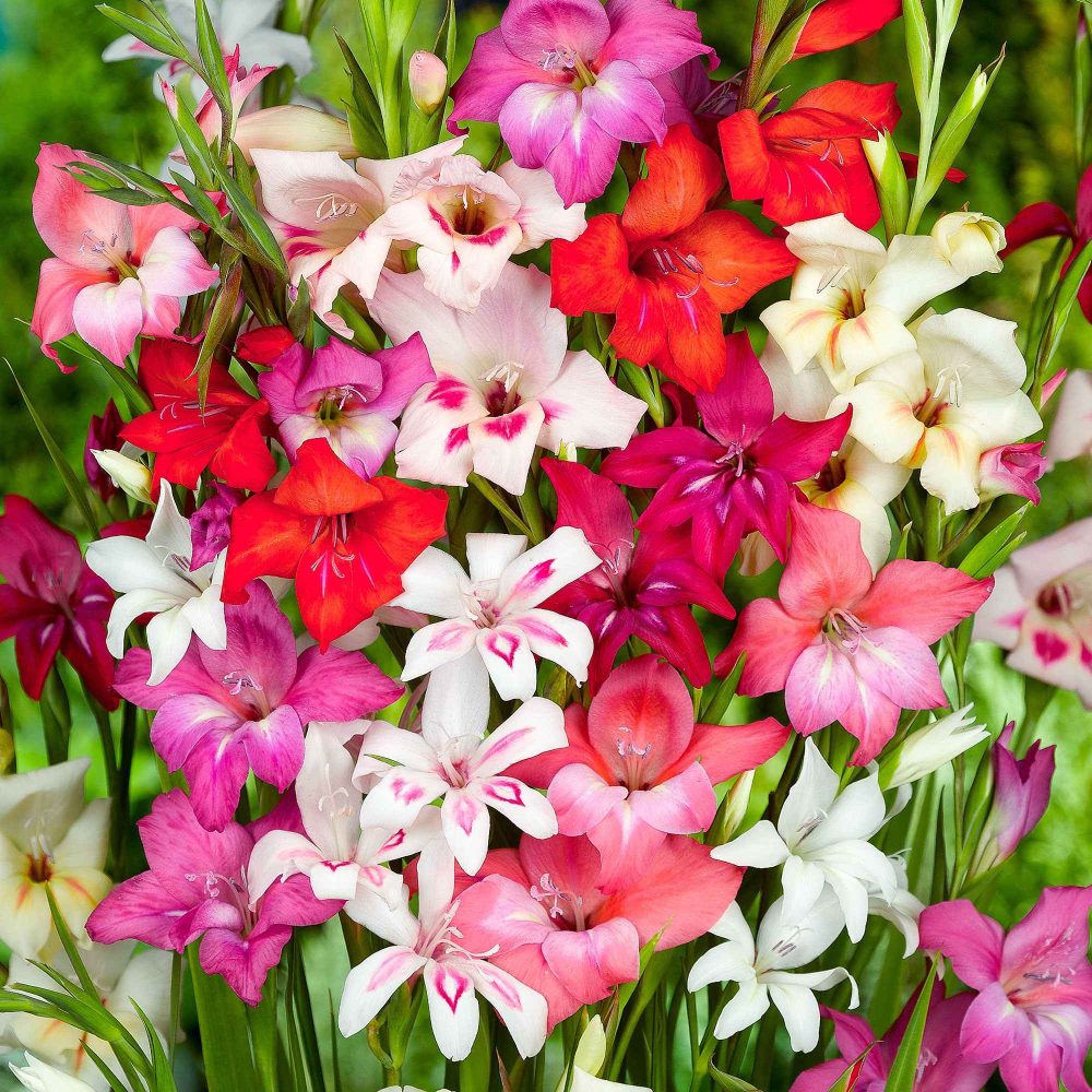 20 Glaïeuls nains en mélange Gladiolus nanus