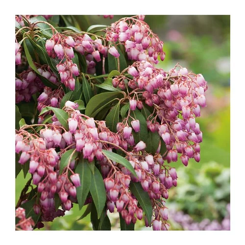 Andromède Japonica Katsura - pot 5 L