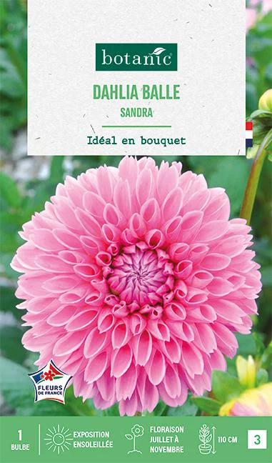 Bulbe de fleurs Dalhia balle Sandra botanic® - 1 bulbe
