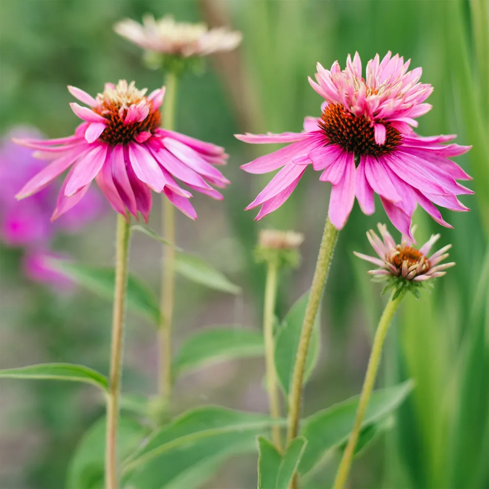 Echinacée pourpre Double-Decker Echinacea purpurea double-decker