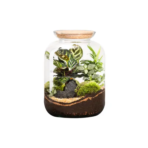 Terrarium autonome botanic® Bonbonne Classic Mix - Taille S Ø 23 cm H 51 cm