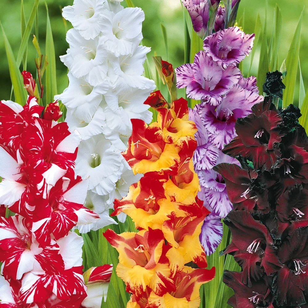 Collection de 50 Glaïeuls Gladiolus 'zizanie', 'stéréo', 'belle de nuit', 'p