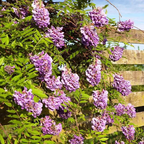 Glycine FRUTESCENS AMETHYST FALLS®. Le pot de 8 litres