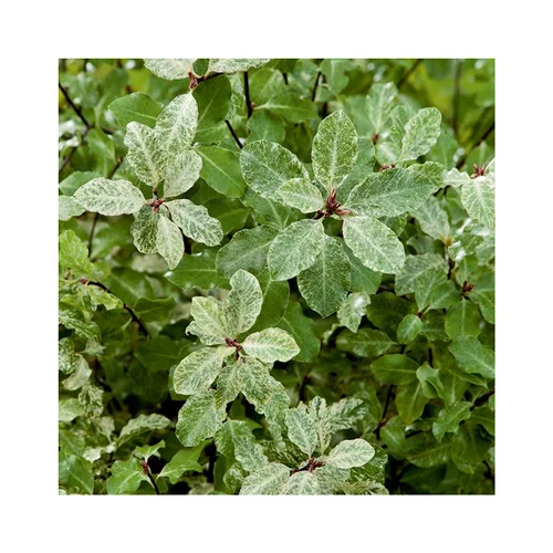 Pittosporum tenuifolium irene patterson en pot de 5 litres