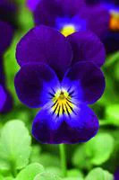 Viola Endurio - Coupe de 23 cm