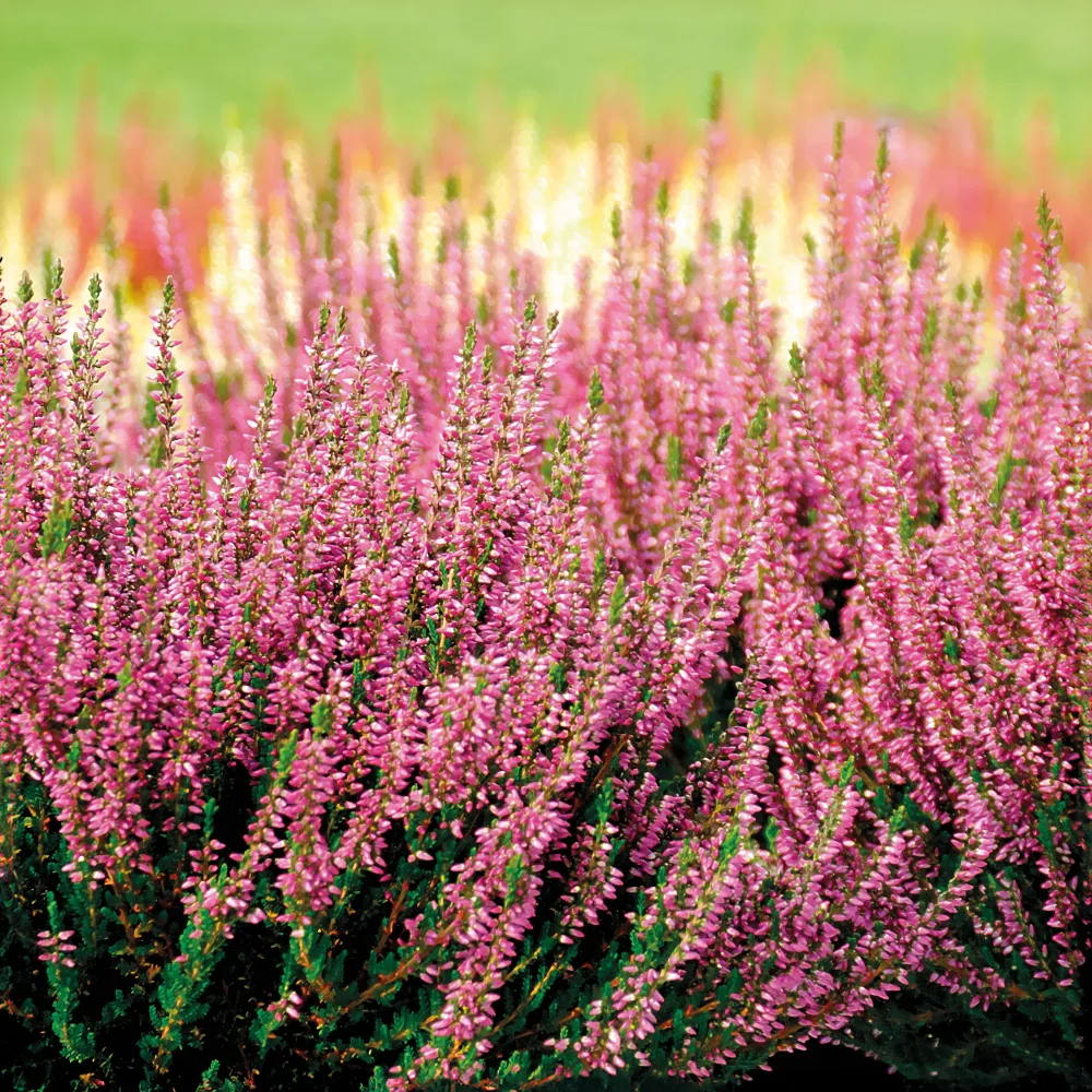 Bruyère d'été Marlies Calluna vulgaris marlies