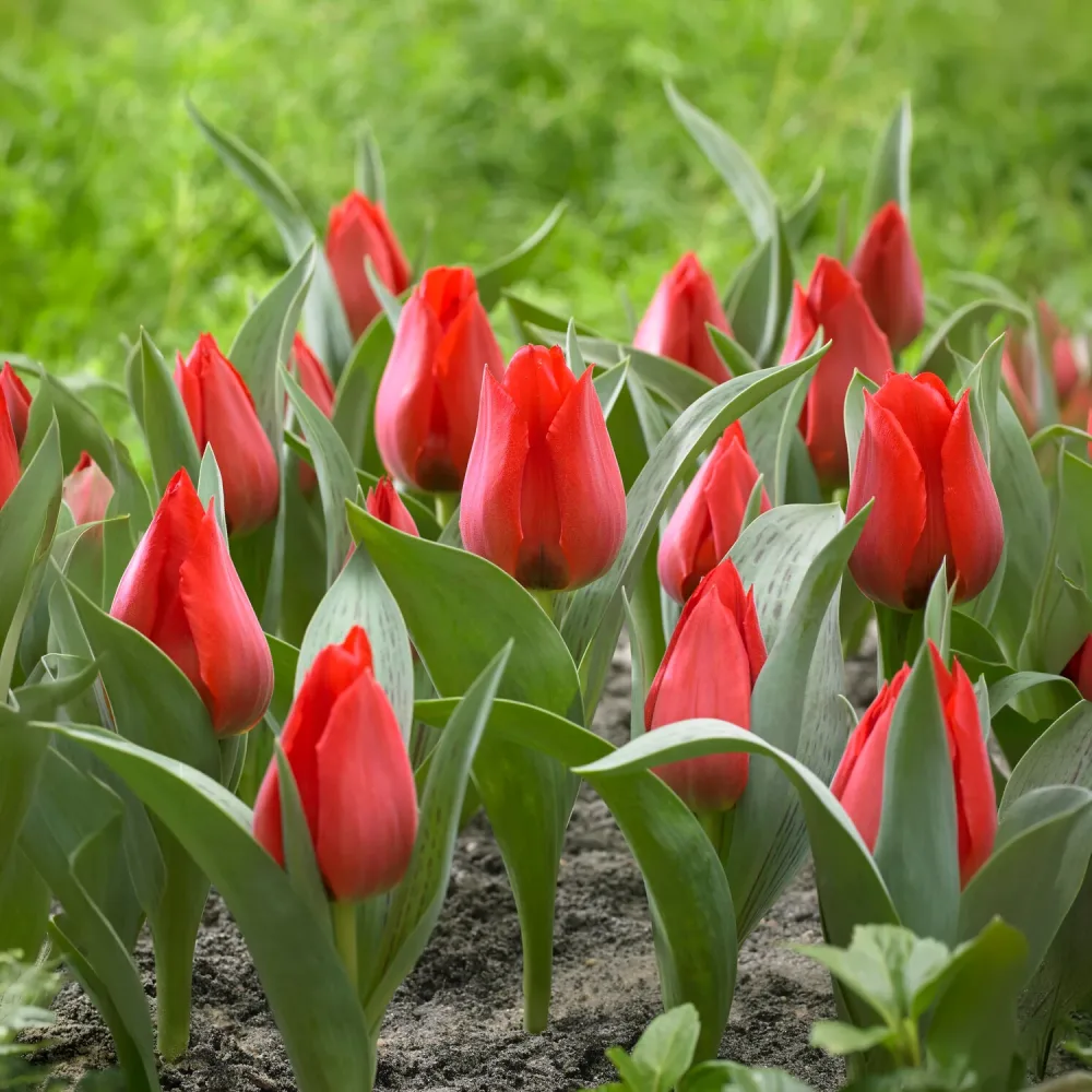 Tulipe Jules César Tulipa greigii Julius Caesar