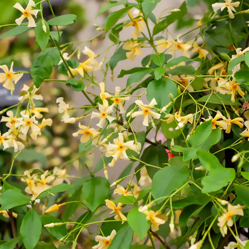 Jasmin étoilé jaune Trachelospermum asiaticum