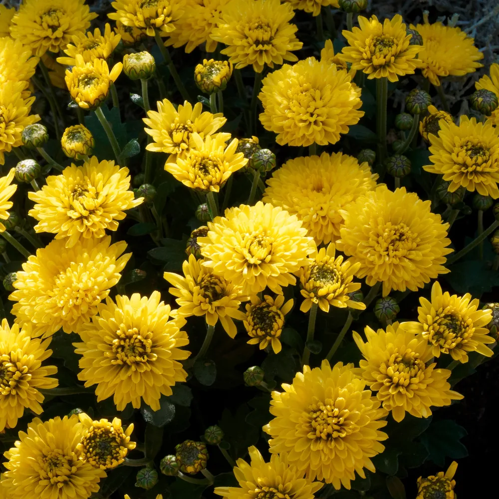 Chrysanthème jaune Chrysanthemum indicum