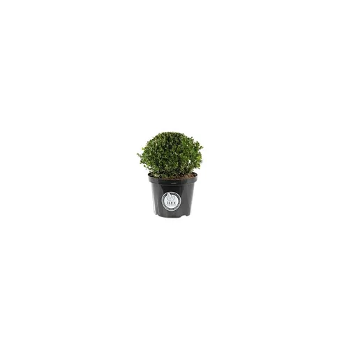 Houx en pot de 0,5 litres