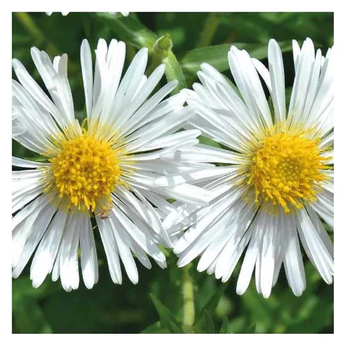 Aster nain d'automne blanc - Le pot de 9 x 9 cm