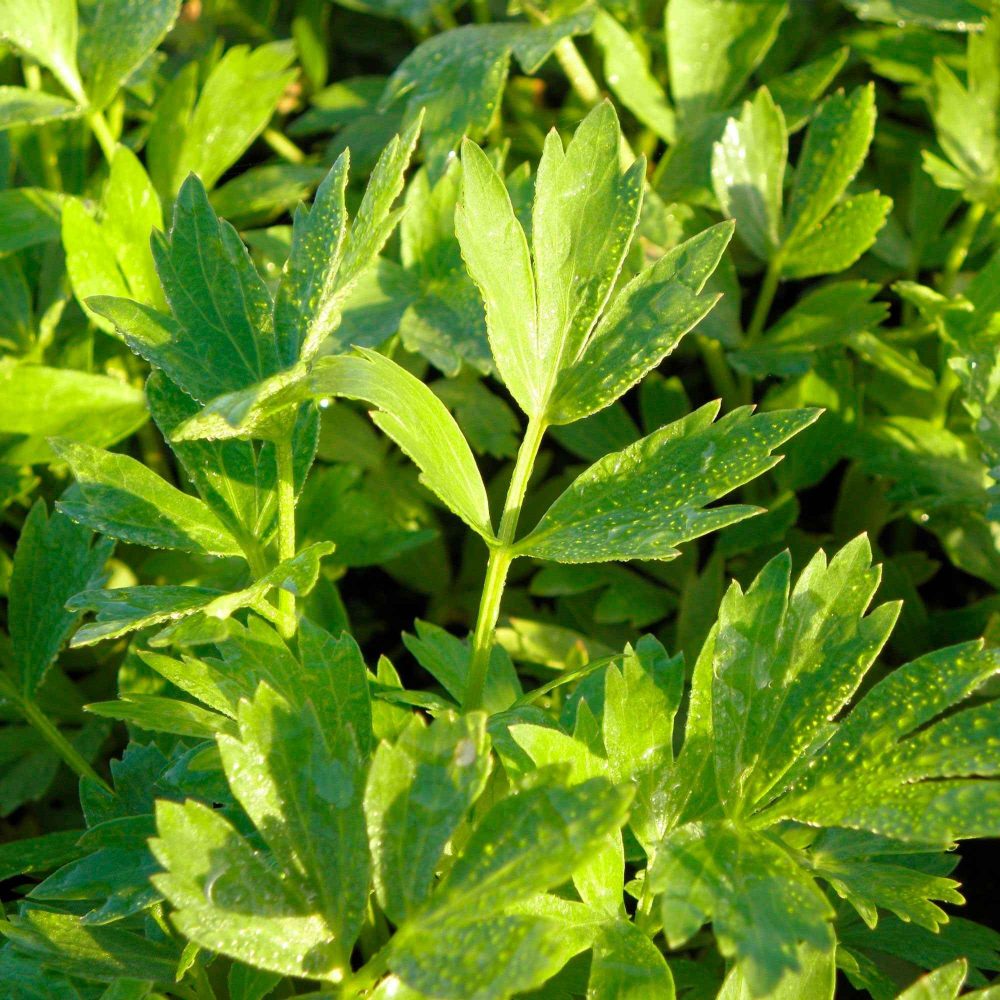 Livèche - céleri perpétuel Levisticum officinalis