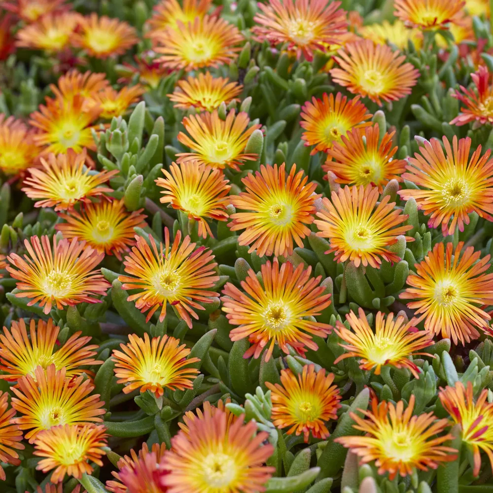 Delosperma Wheels of Wonder® Orange Delosperma Wheels of Wonder® Orange
