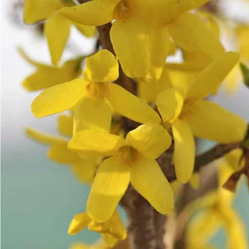 Forsythia Intermedia Lynwood