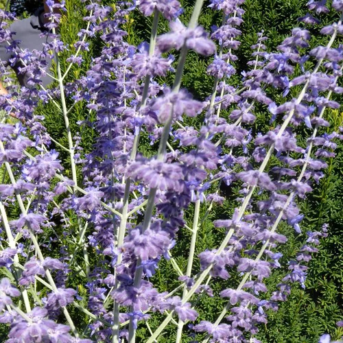 Perovskia Atriplicifolia ou sauge d’Afghanistan ou de Russie - Le pot de 2 litres