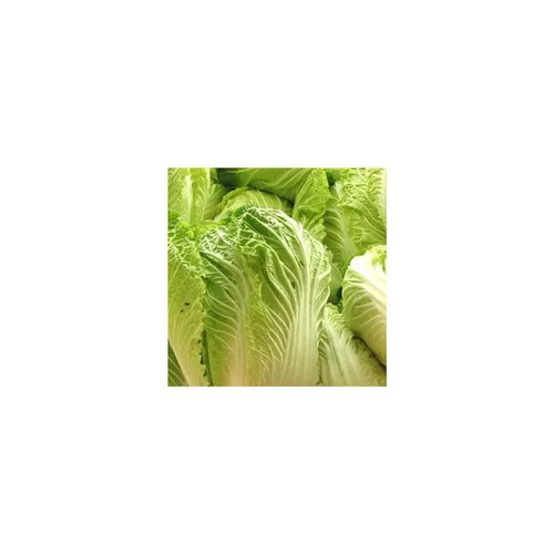 Chou Chinois Bio. La barquette de 3 plants