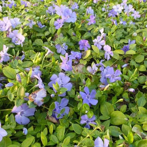 Petite pervenche Marie Vinca minor Marie