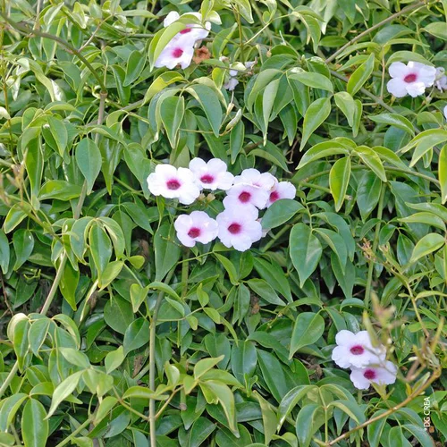 Pandorea Jasminoides Tippi - Le pot de 5 litres