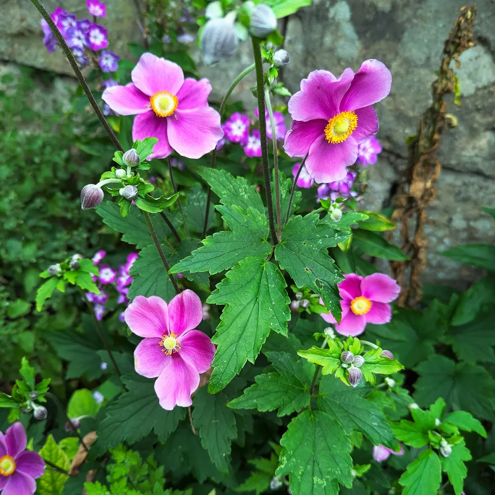Anémone du Japon Ariel Anemone hupehensis Fantasy Ariel ®