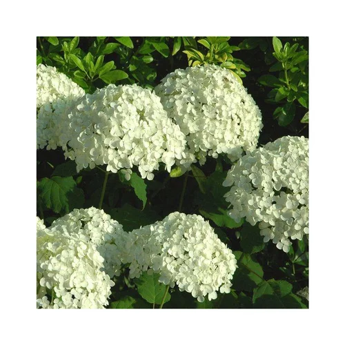Hortensia Annabelle blanc. Le pot de 5 litres