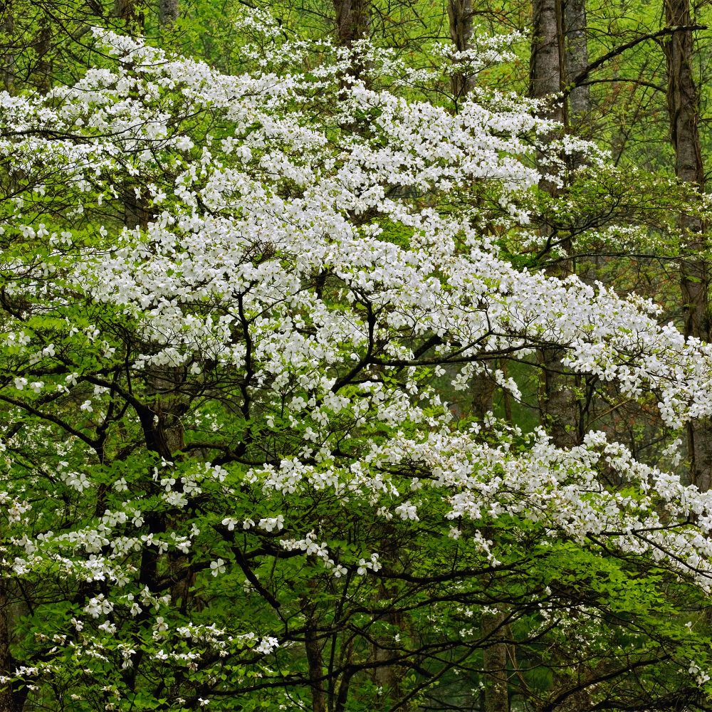 Cornouiller à fleurs de Floride Cornus florida