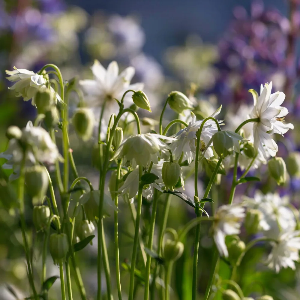 Ancolie des jardins Green Apples Aquilegia vulgaris stellata Green Apples