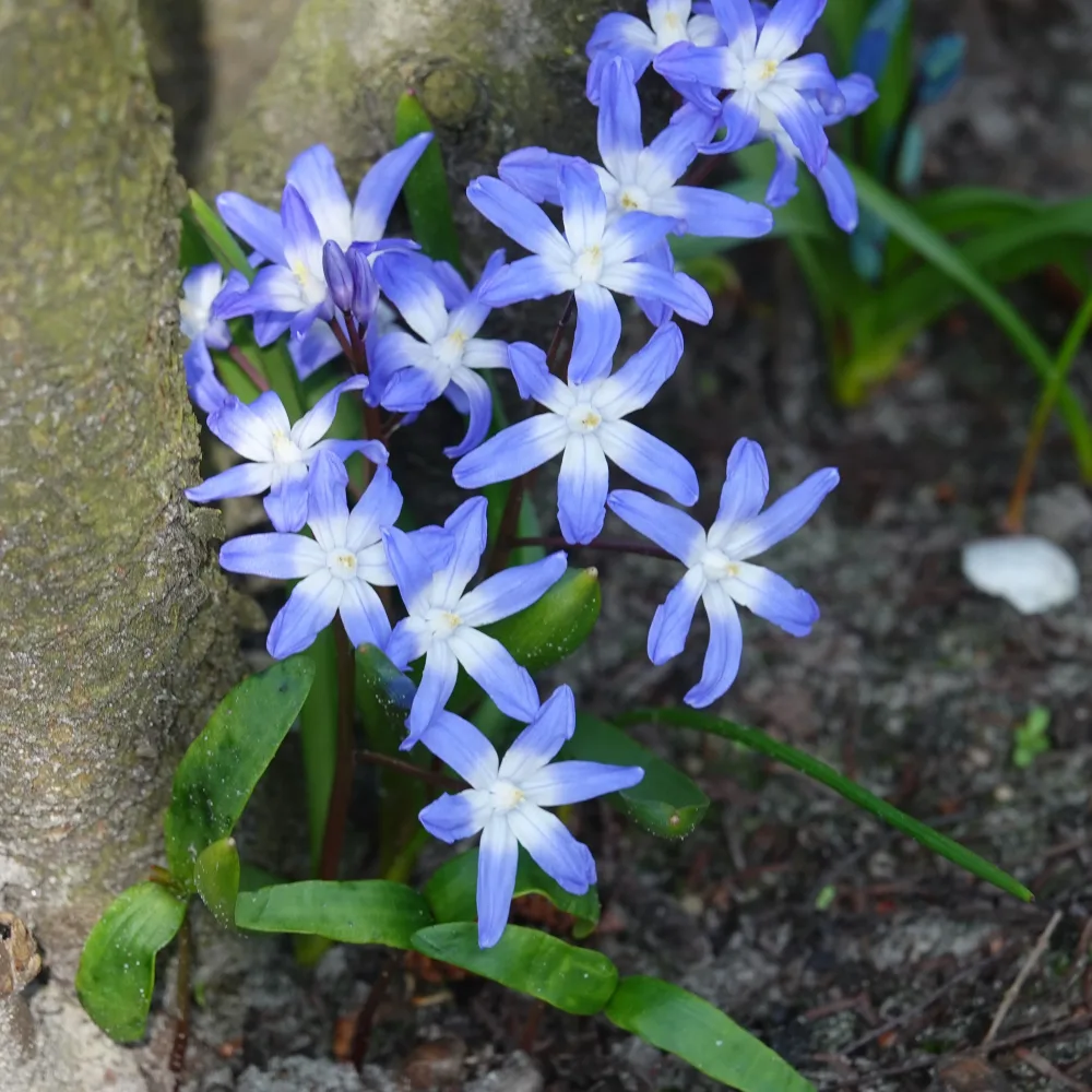 20 Gloire des Neiges 'Forbesii' Chionodoxa 'forbesii'