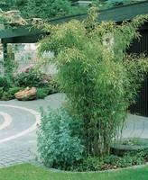 Bambou (BAMBOU PHYLLOSTACHYS BISSETI) Le pot de 18 litres