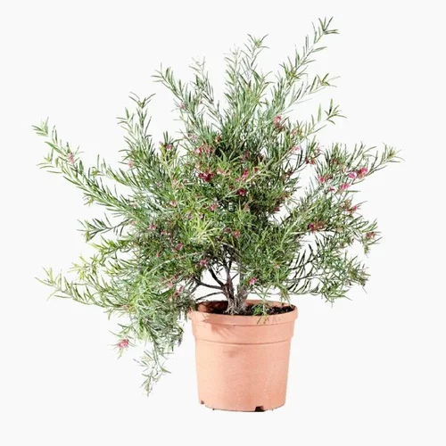 Grevillea Rosmarinifolia Jeukensiii rose. Le pot de 4 litres