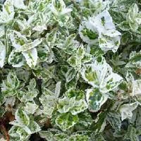 Euonymus Fort.Harlequin - Le pot de 1 litre