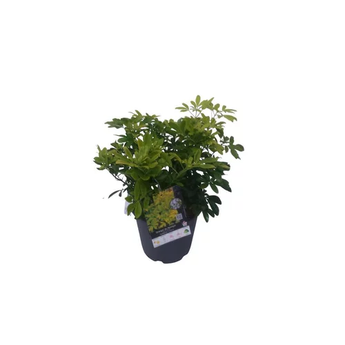 Oranger du Mexique Ternata Sundance en pot de 5 litres