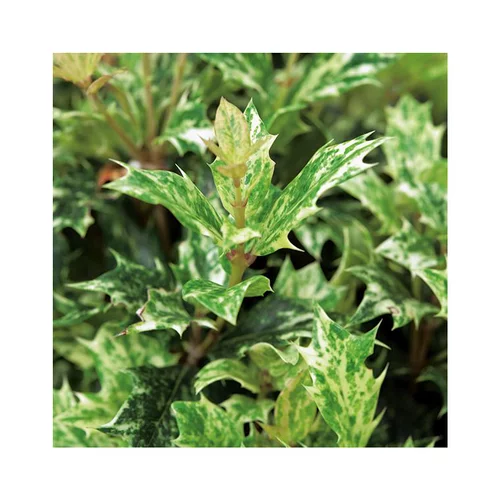 Osmanthus Heterophyllus Tricolor ou Faux houx en pot de 10 L
