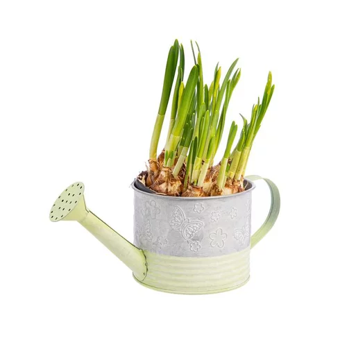 Narcisse dans cache-pot arrosoir en zinc Ø 12 cm