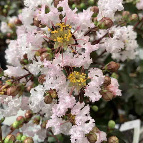 Lagerstroemia rhapsody in Pink coloris rose – 3 L